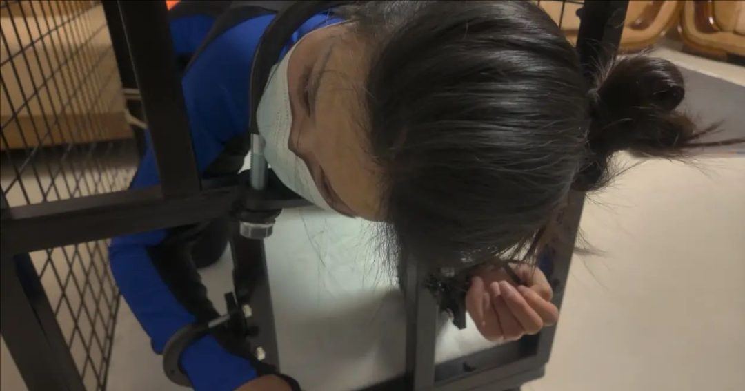 【道士下山】自缚 狗笼放置 囚禁-1