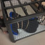 【道士下山】自缚 狗笼放置 囚禁