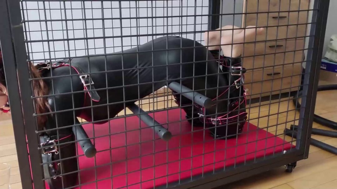 人形犬之铁笼囚禁！胶衣马具口球收集口水，sptk-3