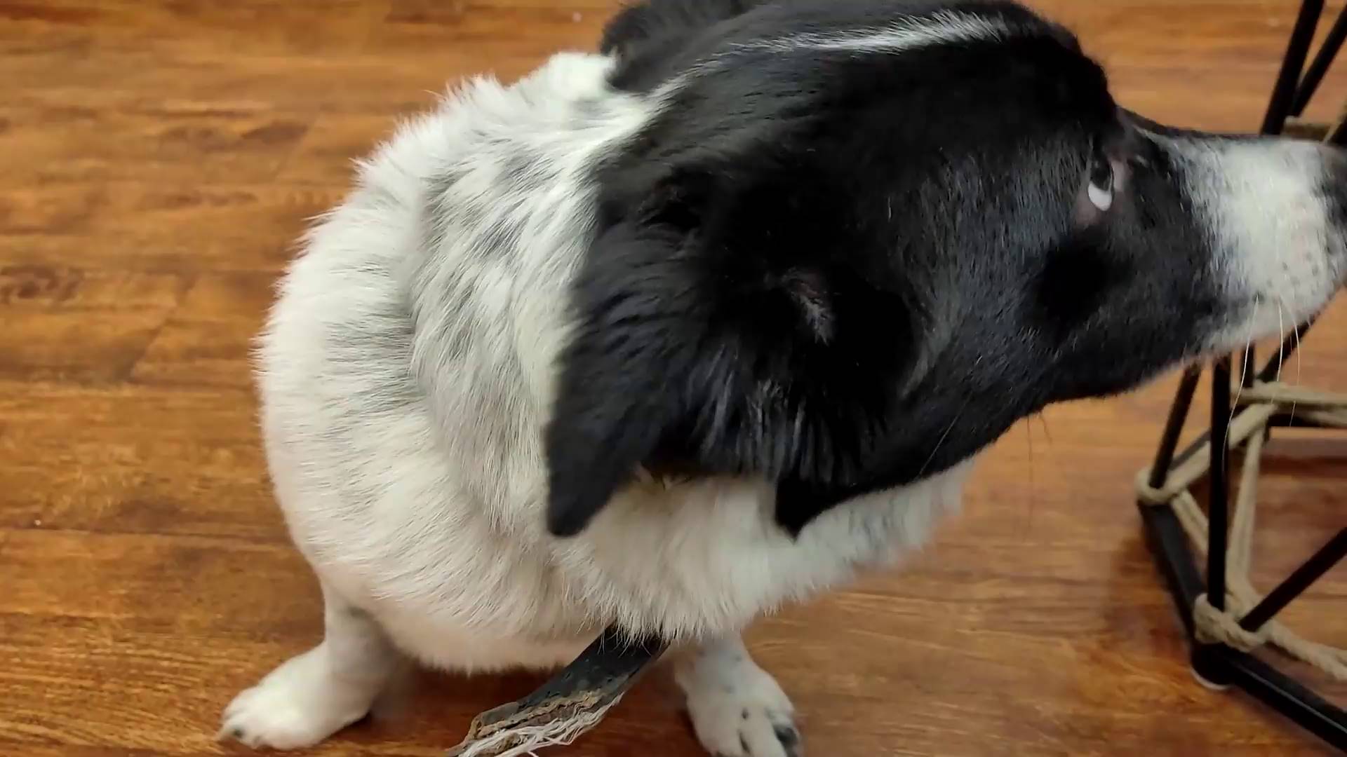 小花影塑料绳捆绑外出体验