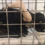 黑丝，多功能笼子，钢枷，电击，TK，口球