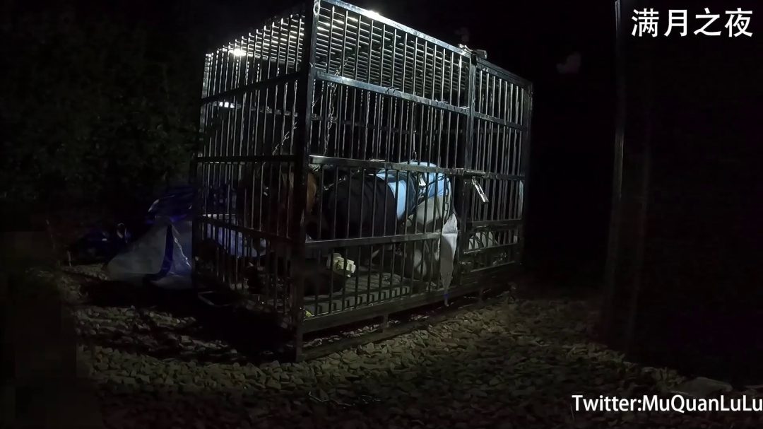 户外狗笼禁锢放置PLAY 锁链+湿身-1