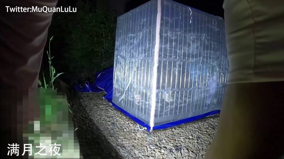 户外狗笼禁锢放置PLAY 锁链+湿身-4