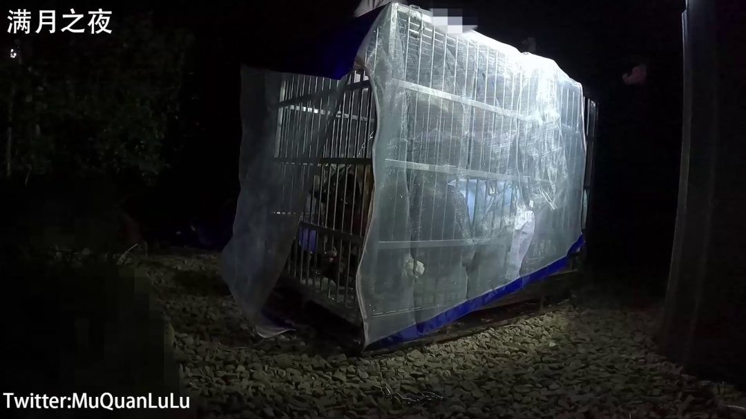 户外狗笼禁锢放置PLAY 锁链+湿身-3