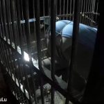 户外狗笼禁锢放置PLAY 锁链+湿身