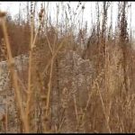 不灭的信仰 经典女烈.