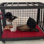 K9狗笼调教 开口器+流口水+镣铐+铁链固定+黑丝+丁字裤+SP