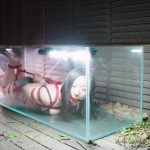 【半岛束艺台】【奎因】驷马展示灯箱