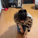 职业装K9