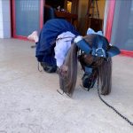 茶茶户外人形犬K9初体验