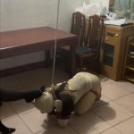 人型犬发泄