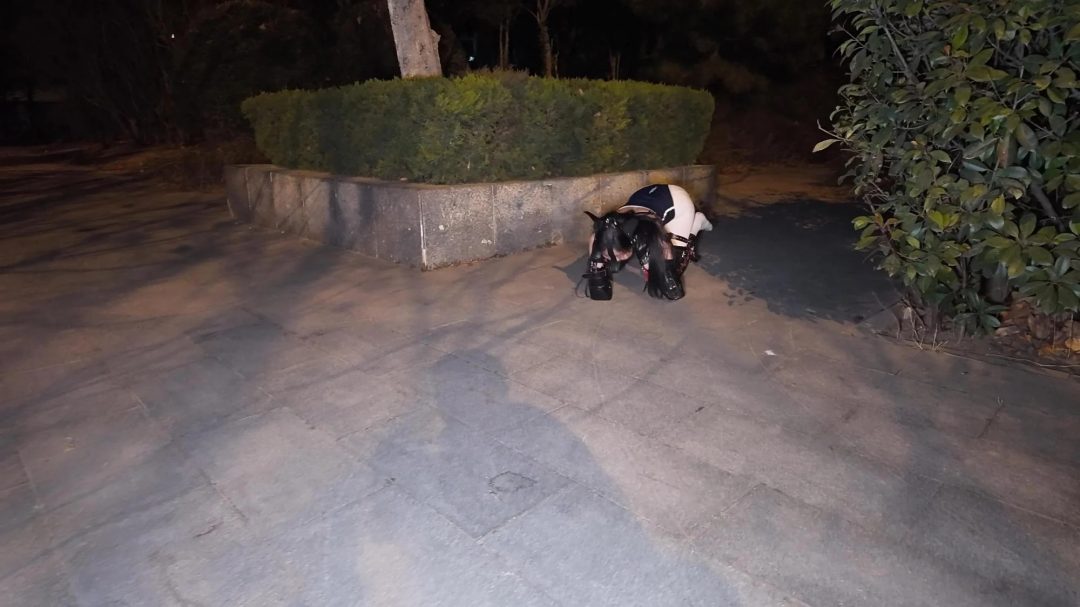 k9户外遛狗式爬行调教 sp 死库水配白丝双马尾 长距离爬行-1