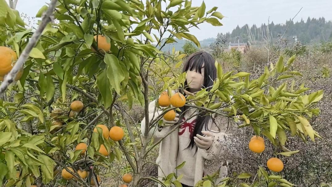来摘橘子吗？漫山遍野的那种哦 免费的果园 跟着薅羊毛大军一起冲冲冲-5