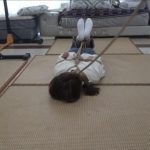 【琳媚】被欺负就算了 居还强制捆了个驷马 用绳子圈住脖子牵着我走 太惨了 呜呜呜