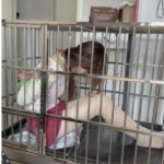 小姐姐绳艺笼子初体验