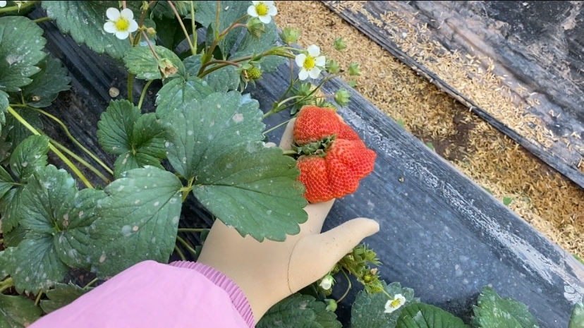 继爱姬老前辈后。咱们也穿着zentai全包去草莓采摘园了~走另类的路线，展示个人的风采，不为别人的言论和目光所活-7