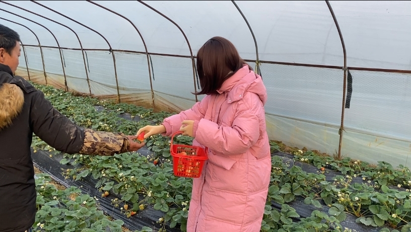 继爱姬老前辈后。咱们也穿着zentai全包去草莓采摘园了~走另类的路线，展示个人的风采，不为别人的言论和目光所活-6