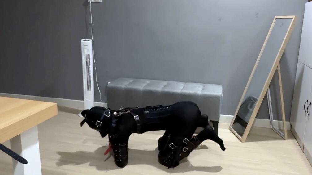 小鱼的K9多项训练(上) 爬行遛狗 开口器练习 被放在衣柜里-3
