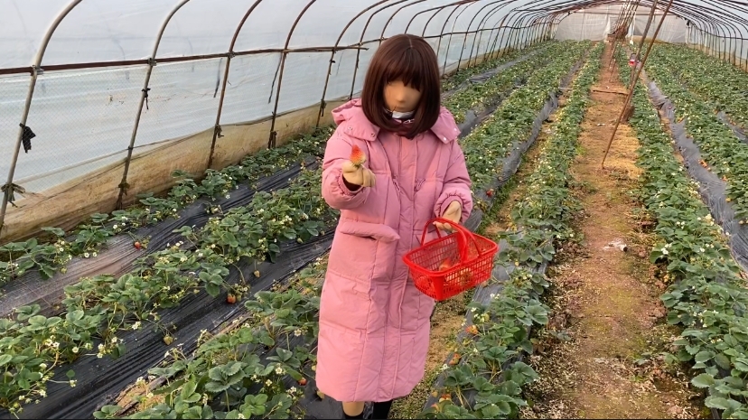 继爱姬老前辈后。咱们也穿着zentai全包去草莓采摘园了~走另类的路线，展示个人的风采，不为别人的言论和目光所活-2