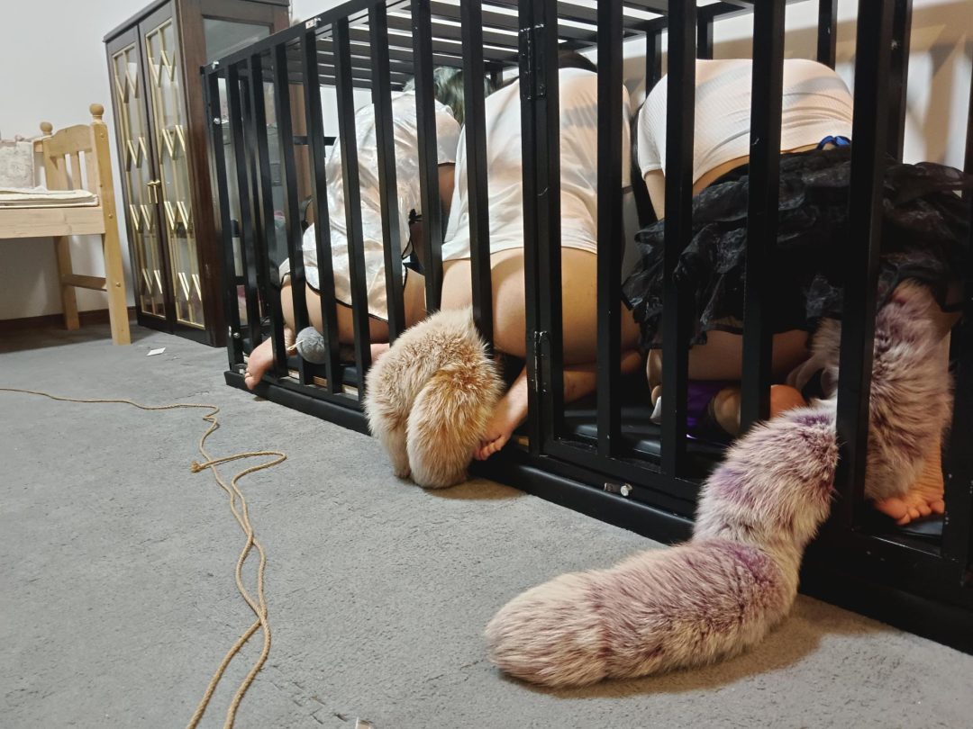 带尾巴之犬化训练-4