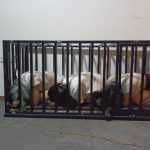 带尾巴之犬化训练