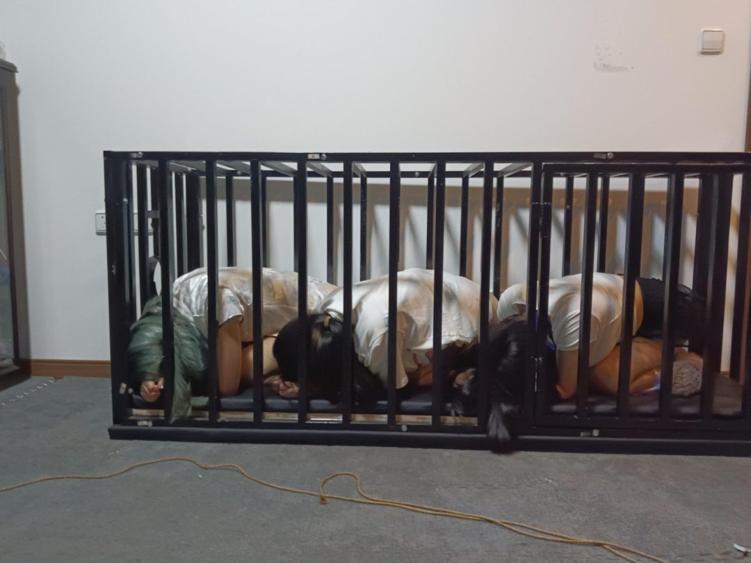 带尾巴之犬化训练-3