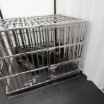 ヒトイヌ拘束引き回し