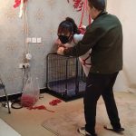 丰满的兔兔吊绑 连体