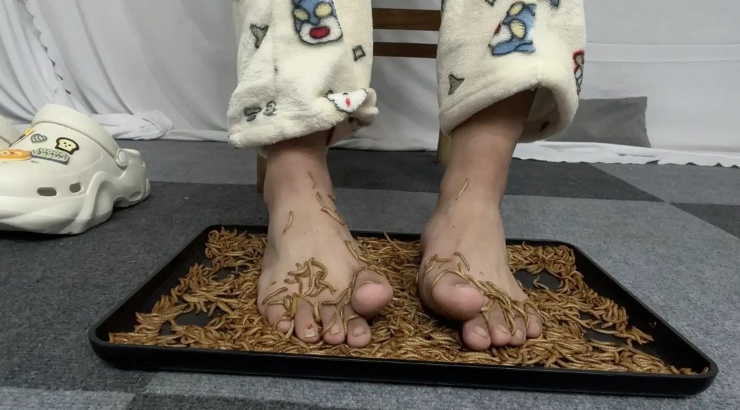《虫系列·第3期》涂满沙拉酱的脚让面包虫tk-3