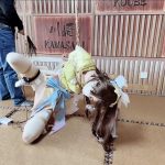 娜可露露，半吊着只能单膝着地，鞭打、郊狼、各种折磨